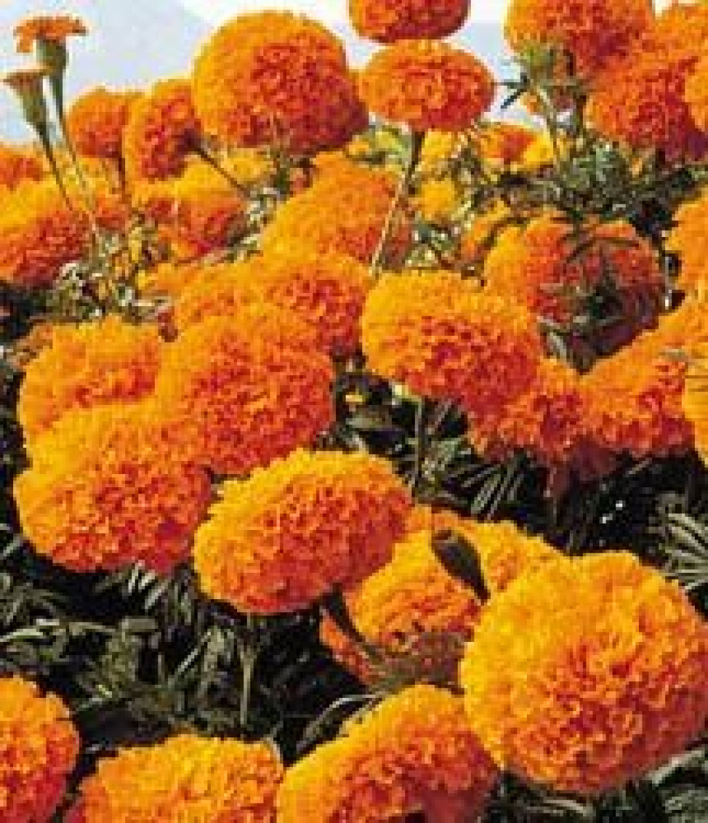 1515092114-kadife çiçeği.jpg